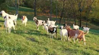 Spring House Farm - Our Mission and Operations