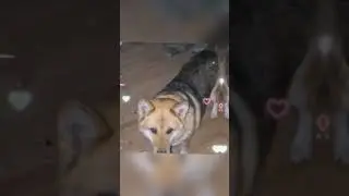 The dog is looking at the electricity supply at home (Собака смотрит на электроснабжение дома)