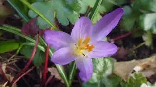 Purple Crocuses  -  Kr&oacute;kusar - Dvergliljur - Gar&eth;pl&ouml;ntur - Sumarbl&oacute;m