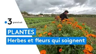 L Herberie de la Saulx, ferme herboriste et p&eacute;dagogique de Mogneville
