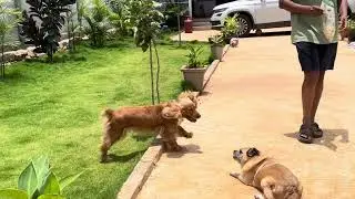 Premium Pet Care With Love & Trust