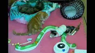 Rescue Cat Long Distance Healing Spell #rescuecat #spell