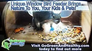 Indoor Window Bird Feeder & Squirrel Feeder Brings Nature To Your Living Room...Great Gift!