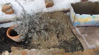 gardenbed mulch 'sugarcane'