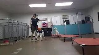 Working with 2  dogs and understanding multiple commands