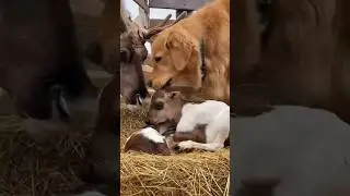 This Farm Dog Ran for Help&hellip; and Saved a Baby Deer #animals #wildliferescue #lovestory