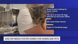 Noah Project seeking foster homes for pets impacted by Hurricane Helene