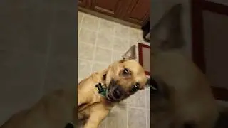 Shelby Basenji Carolina Mix