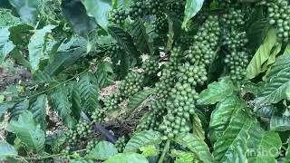 Anh em nào đang có các vườn cà phê một năm tuổi nên xem video này, Cà phê xanh lùn hãm ngọn