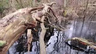 [4K] Walking in the swamp