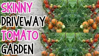 Small garden: SKINNY DRIVEWAY garden growing TOMATOES, mulching, pruning, and composting. #garden