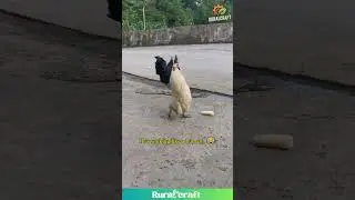This Rooster Walks Like a Human! You Gotta See This! #rooster #chicken #funnywalk