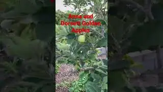 Anna and Dorsett Golden Apples