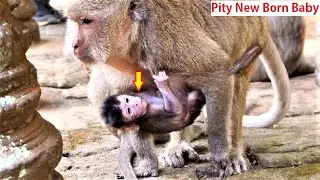 Monkey Maria new born baby looks Weak, Poor baby can't get milk yet, Cus mom not yet have