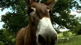 Donkey on Guard (Lincoln University Cooperative Extension)
