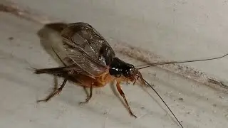 original sound of  Gryllus bimaculatus