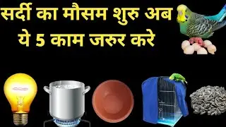 Budgies Parrot winter Care 5 Tips In Hindi /Urdu | Winter Season Birds Take Care Information