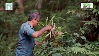 Conservation of thirty native orchid species of Western Ghats at  MSSBG with the support of BGCI