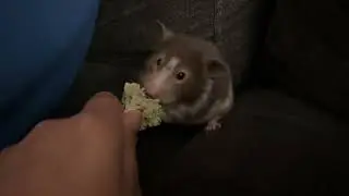 My hamster love broccoli 