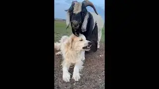 Goat Showers Livestock Guardian Dog With Love