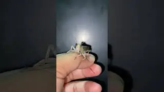 🦗 How to Care for Your Grasshopper 🏠🌱 #GrasshopperCare #InsectPets