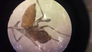 This is how Cyclorrhaphan flies emerge from their pupae and move to the surface