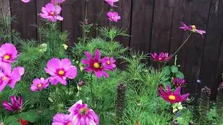 Cosmos and deadheading.