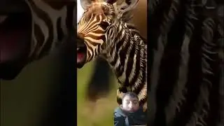zebra rakee bachpan lelakar  jawani takka support  bahut  kathin hota hi zebra ke bachhe ki video #