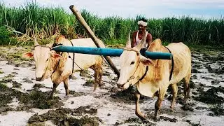 small Bullo ploughing video | Bullo training videos | Bullockcart heavy load performance |cowvideos