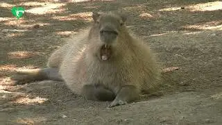 Caldo e animali al Bioparco di Roma
