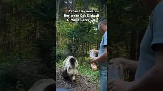 A Lesson in Wild Instincts