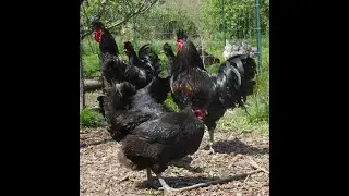 Frankie, Bing and Satchmo Sanjak Longcrowers Sing For Us at Shady Grove Farm WV