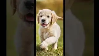 Cute puppy wallpaper HD photo