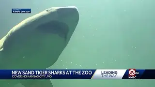 As date of aquarium's opening nears, Kansas City Zoo welcomes four new sharks