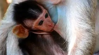 Happiness lovely baby monkey Jayden hug mom for get milk