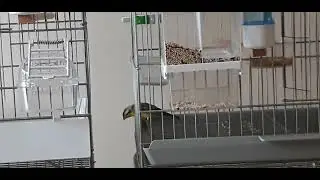 Mozambik kanaryası.Serinus mozambicus.African finches 