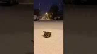 A Kitten Was Buried in Snow&hellip; Then a Big Cat Dug Her Out. #shorts