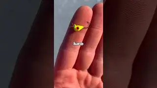 I Fished with the SMALLEST Fishing Lure 🐟🎣 #fishing