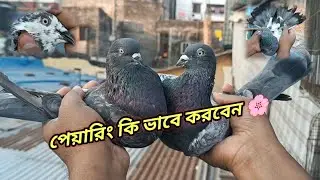 আজ আমরা শিখব কবুতর পেয়ারিং কিভাবে করে🥰  | Miraj Pigeon & Pets