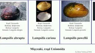 Mięczaki, rząd Unionoida pleurobema epioblasma elliptio lampsilis fusconaia alasmidonta medionidus