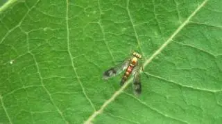 Long-legged Fly (Dolichopodidae: Condylostylus) on Leaf