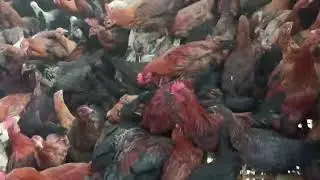 Poultry farm #ratulboro #instragood #vlog#trandingvideo #newvideo 