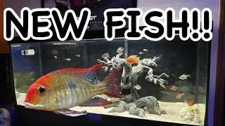 Добавляем Geophagus Tapajos в 75-галлонный аквариум!!! Южноамериканский аквариум для цихлид!