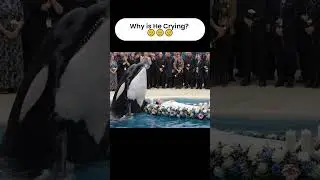 Giant Orca Crying