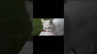 cat trilling
