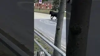 loose bull on smallheath highway Birmingham uk