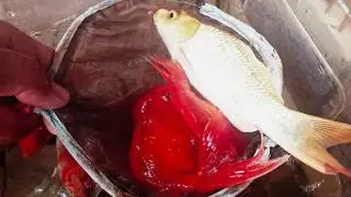 Catching beautiful color candy fish in  small pond turtle,  catfish, gold fish, #fishtank #petfish