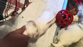 Niki puppies 01/13/26