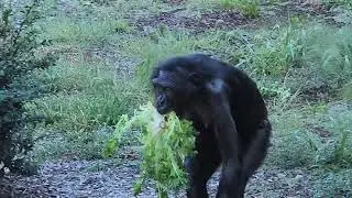 Bonobo mom carries baby, picks up lettuce
