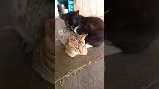 Both mum and son are still sleeping (cat)